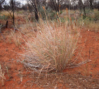 Image of Golden velvet grass