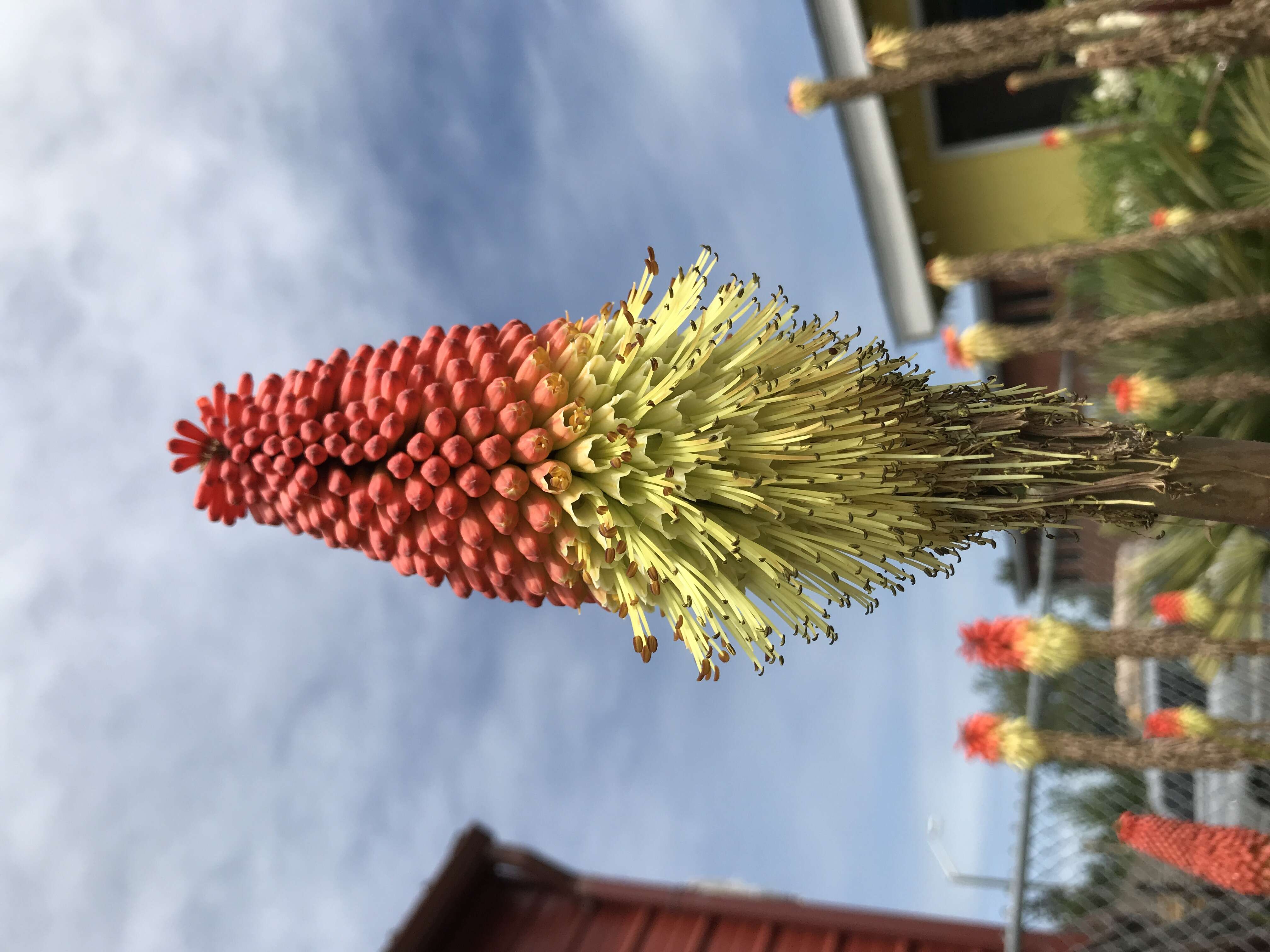 Imagem de Kniphofia uvaria (L.) Oken