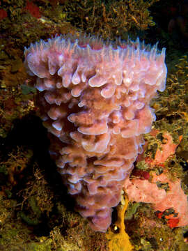 Image of Azure Vase Sponge