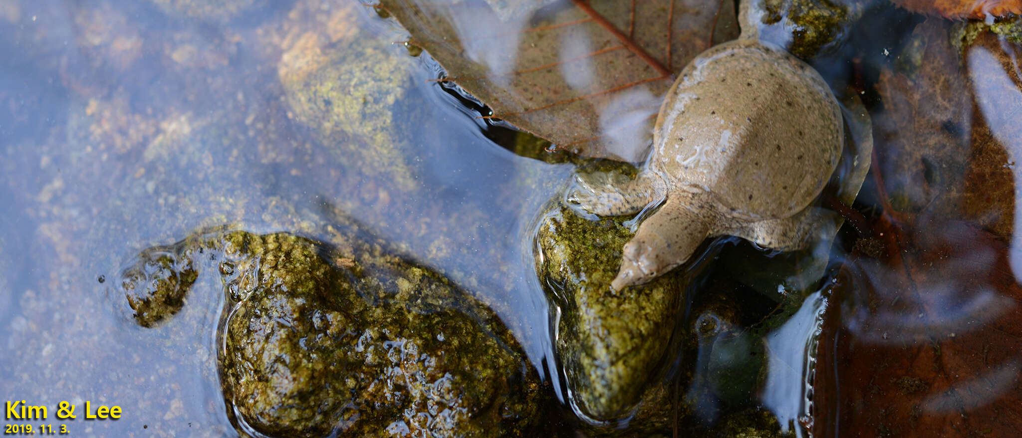 Image of Northern Chinese softshell turtle