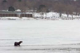 Image of Otter sp.