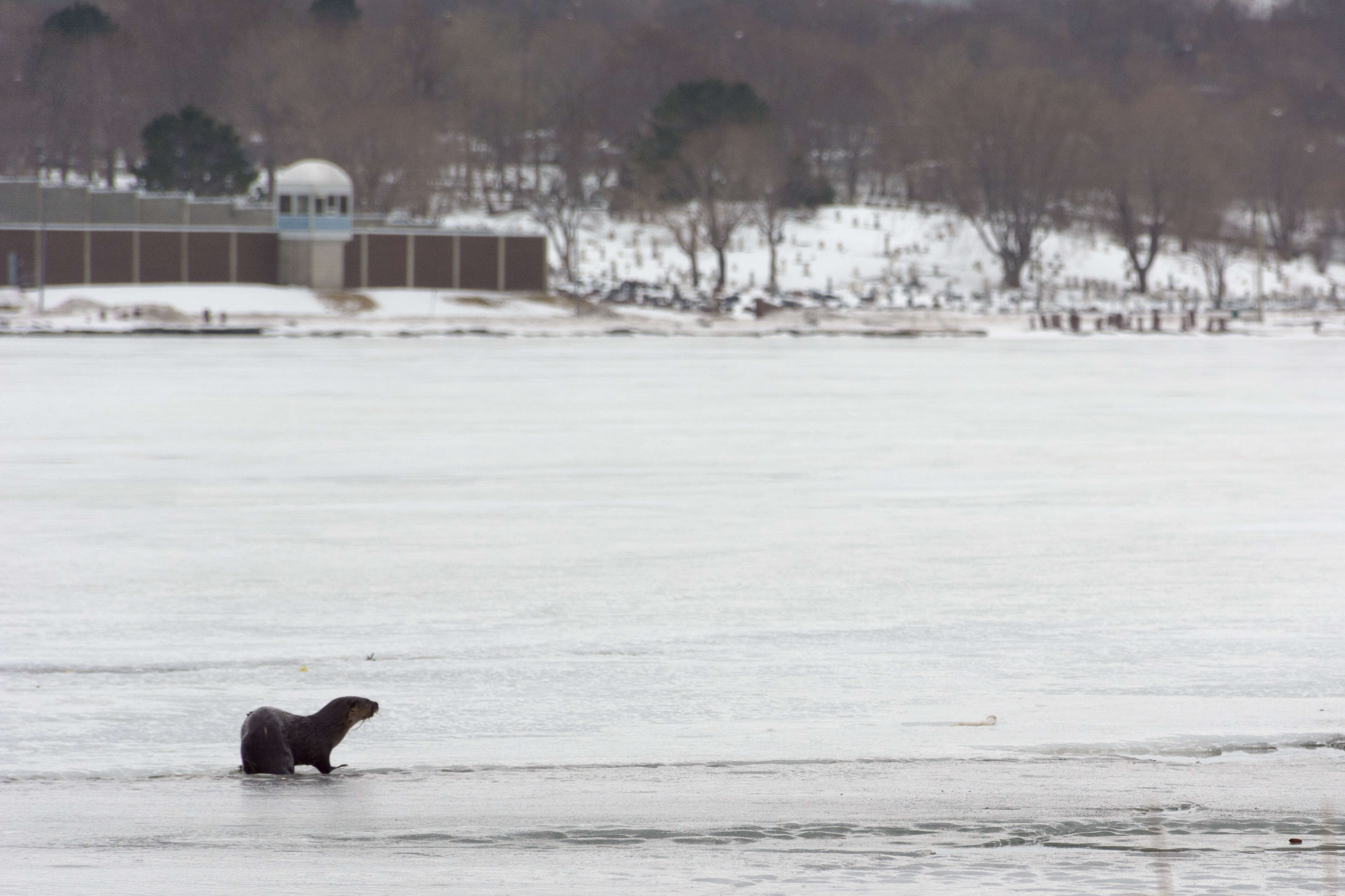 Image of Otter sp.