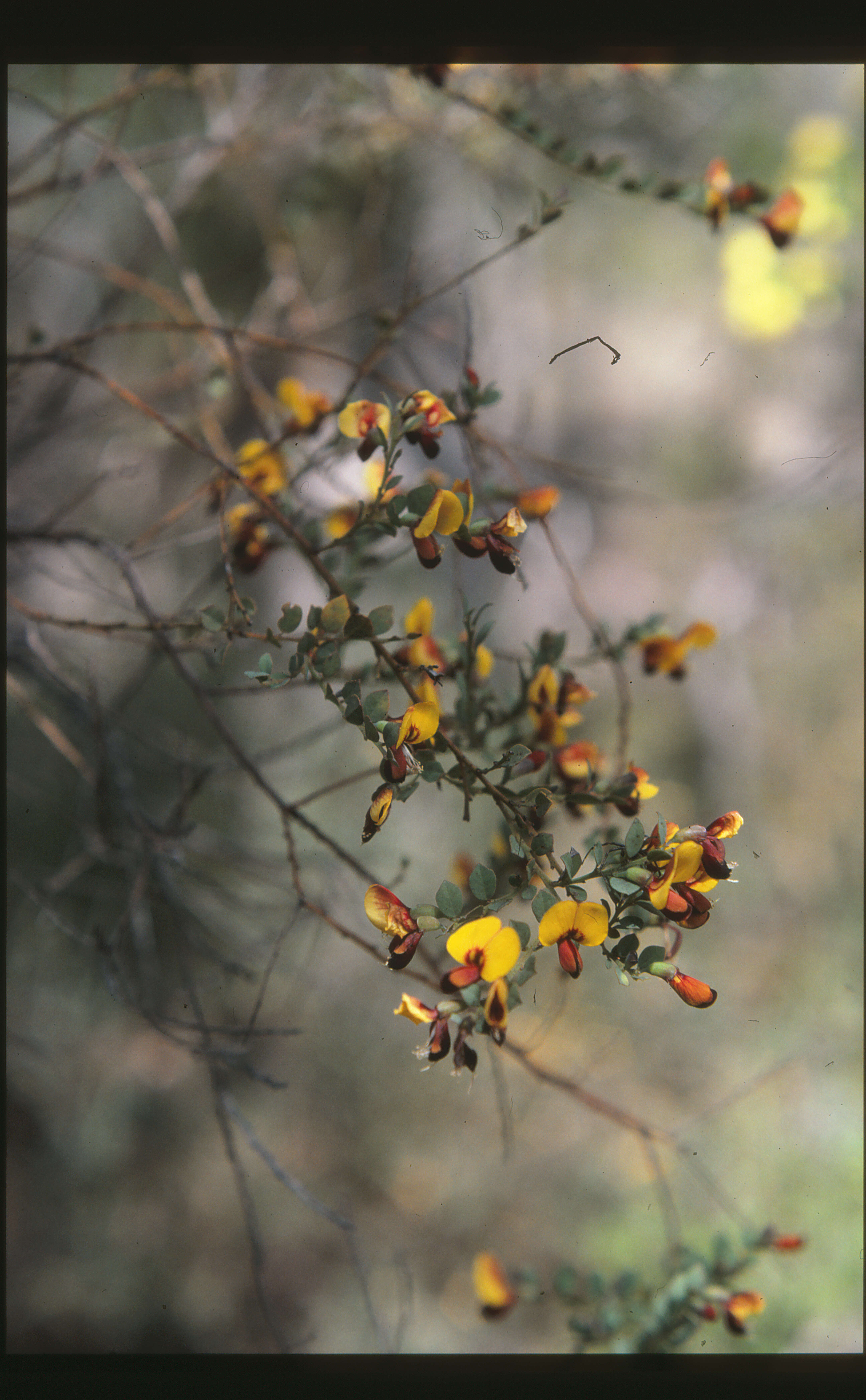 Sivun Bossiaea rhombifolia DC. kuva