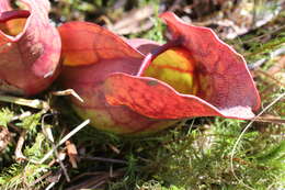 Image of pitcher plants