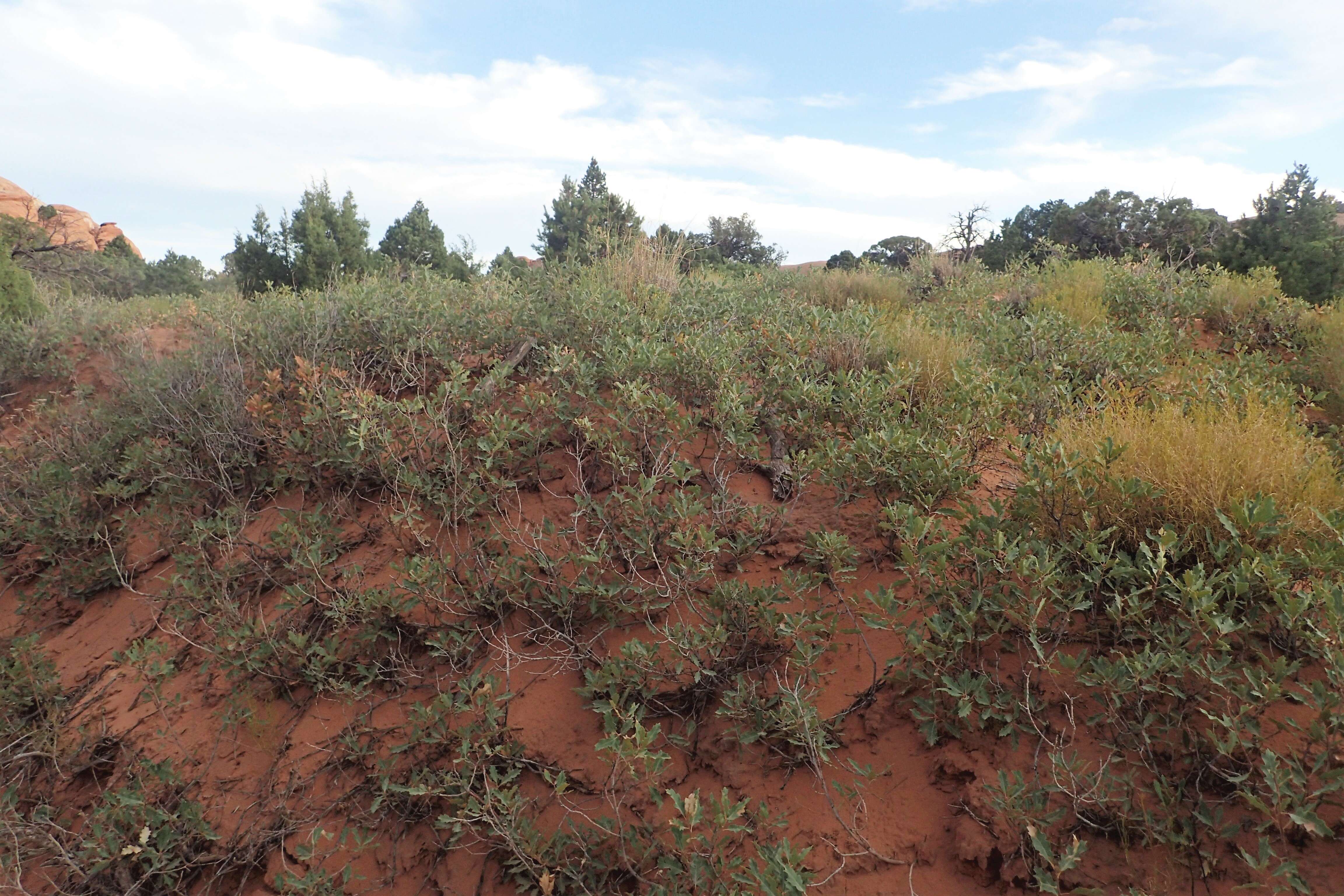 Image of Havard oak