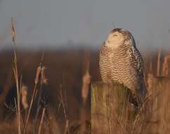 Image of Snowy Owl