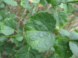 Imagem de Hibiscus diversifolius Jacq.