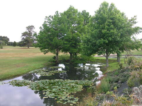 Image of Bald Cypress