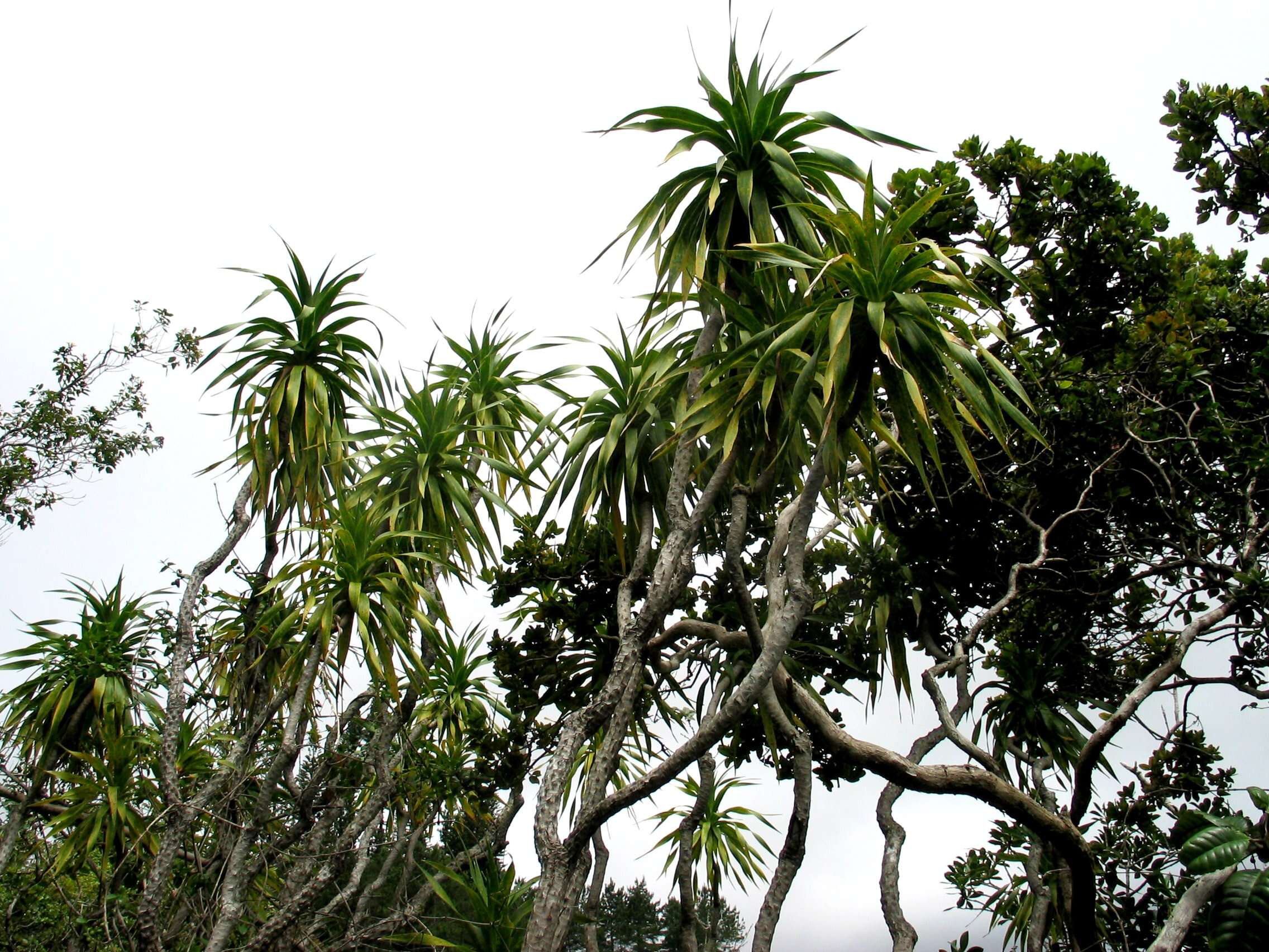 Image de Dracaena fernaldii (H. St. John) Jankalski