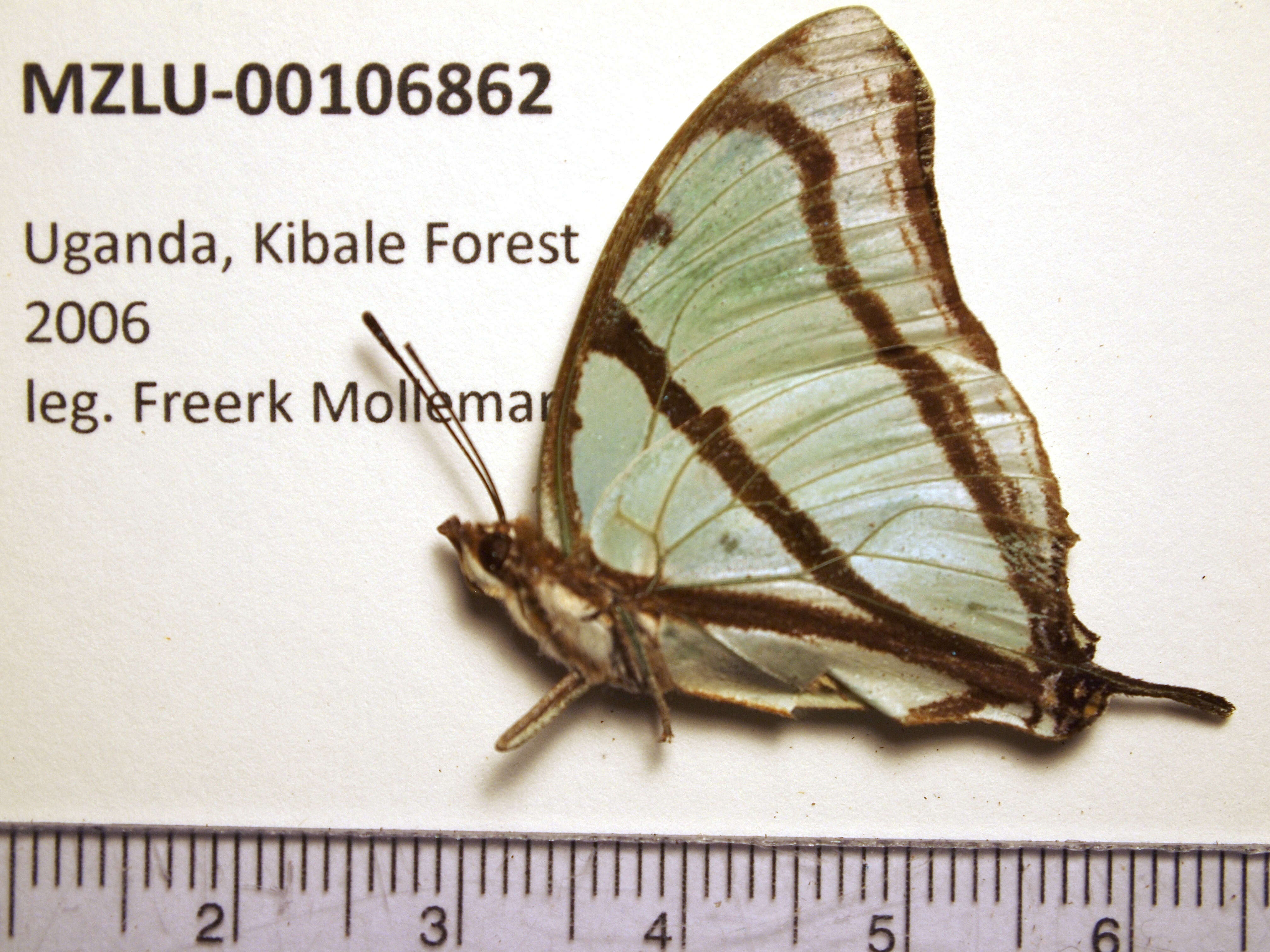 Слика од Charaxes kahldeni Homeyer & Dewitz 1882