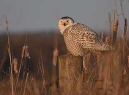 Image of Snowy Owl