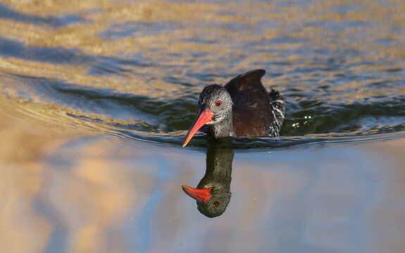 Image of African Rail