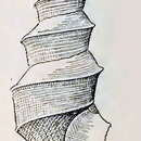 Sivun Austrocarina recta (Hedley 1903) kuva