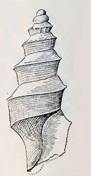 Imagem de Austrocarina recta (Hedley 1903)