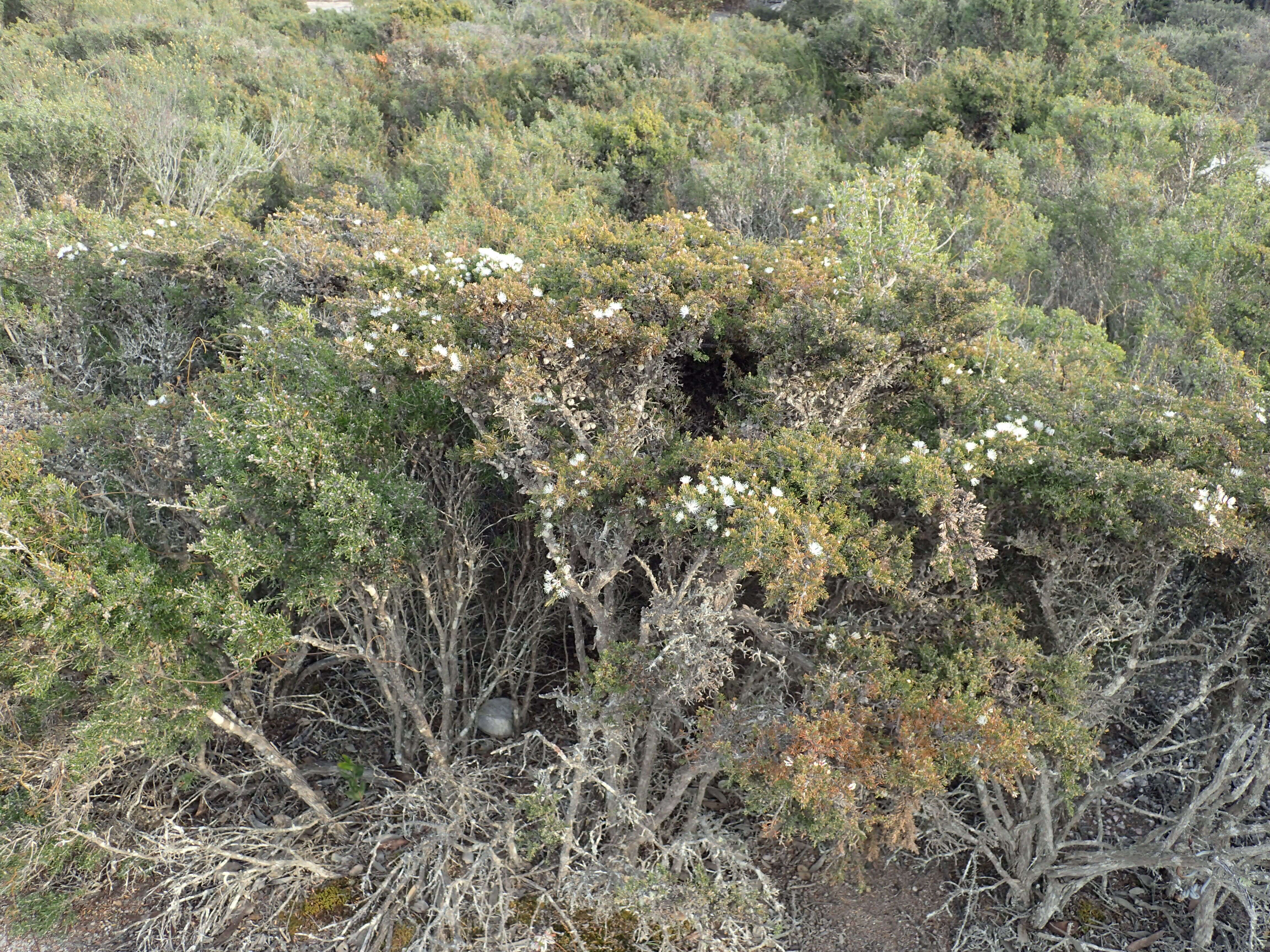 Imagem de Melaleuca haplantha B. A. Barlow