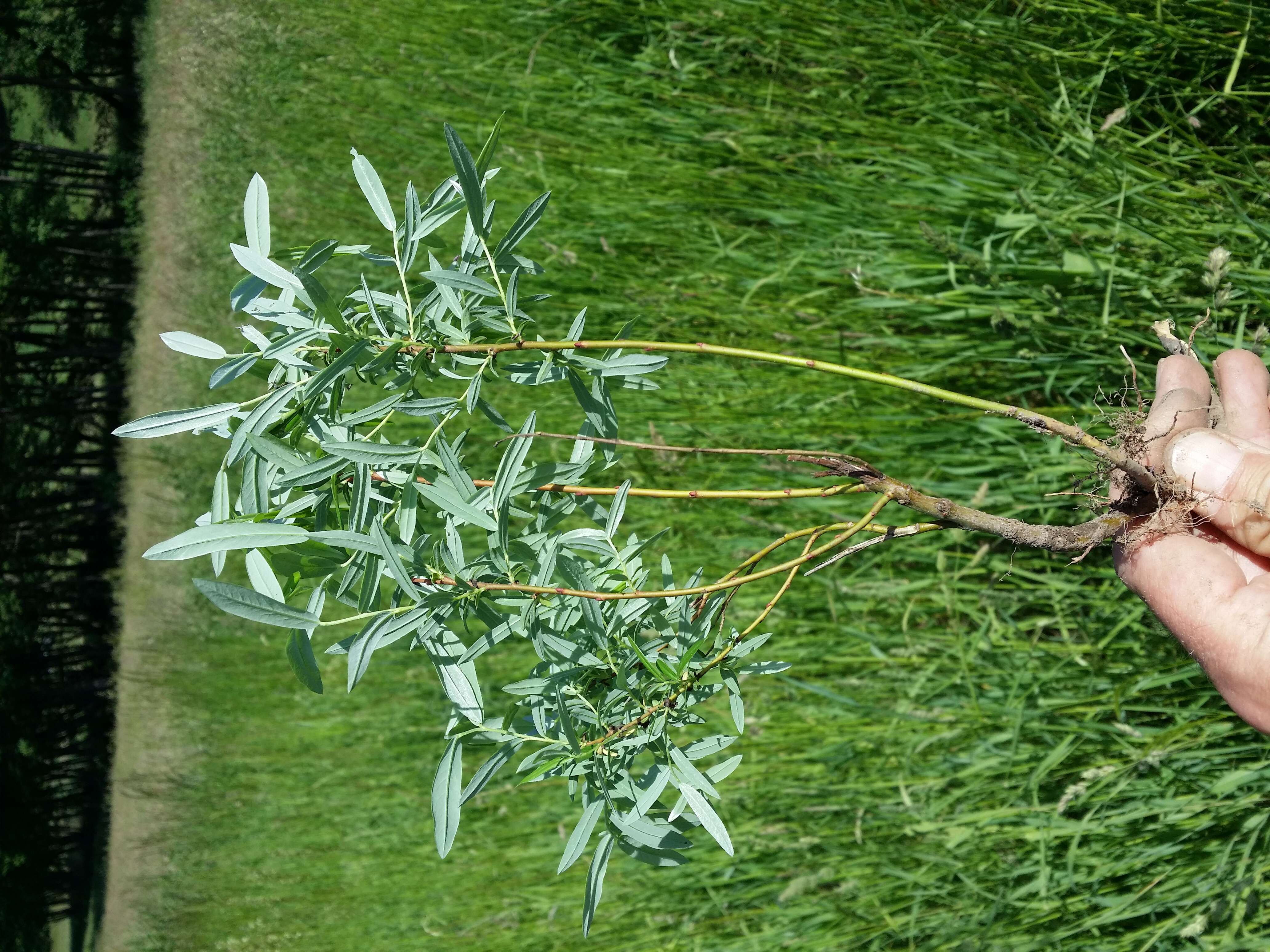 Image of creeping willow