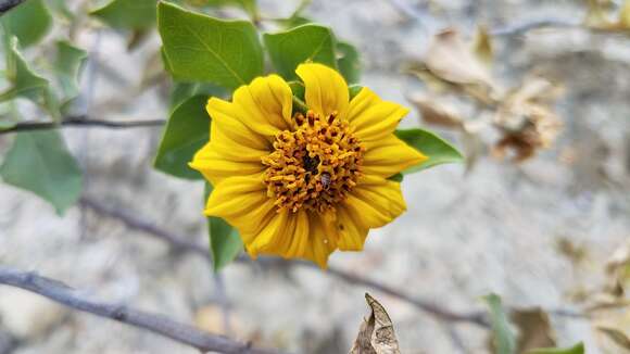 Sivun Encelia densifolia C. Clark & D. W. Kyhos kuva