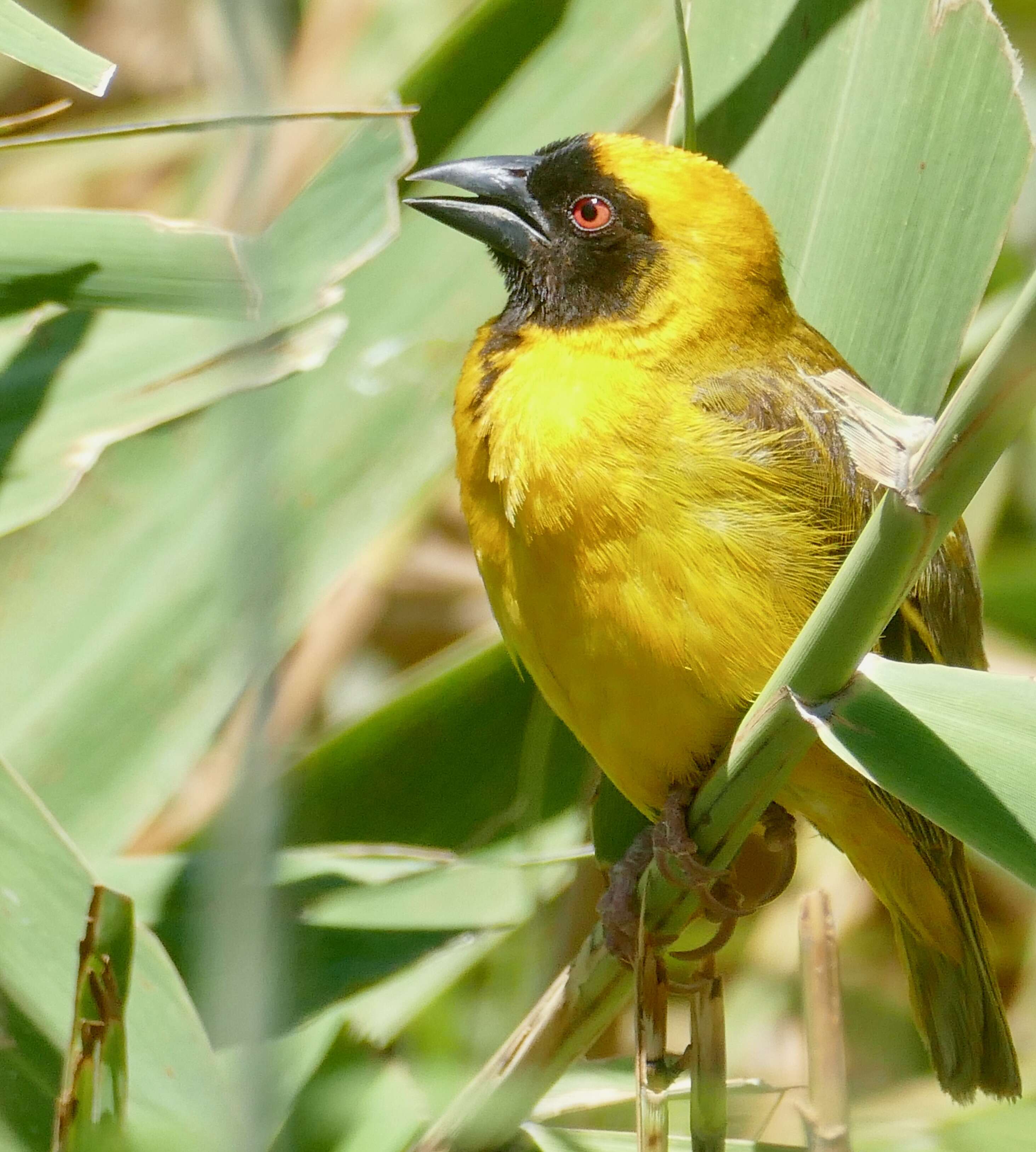 Image of African Masked Weaver