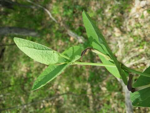 Image of Smearwort