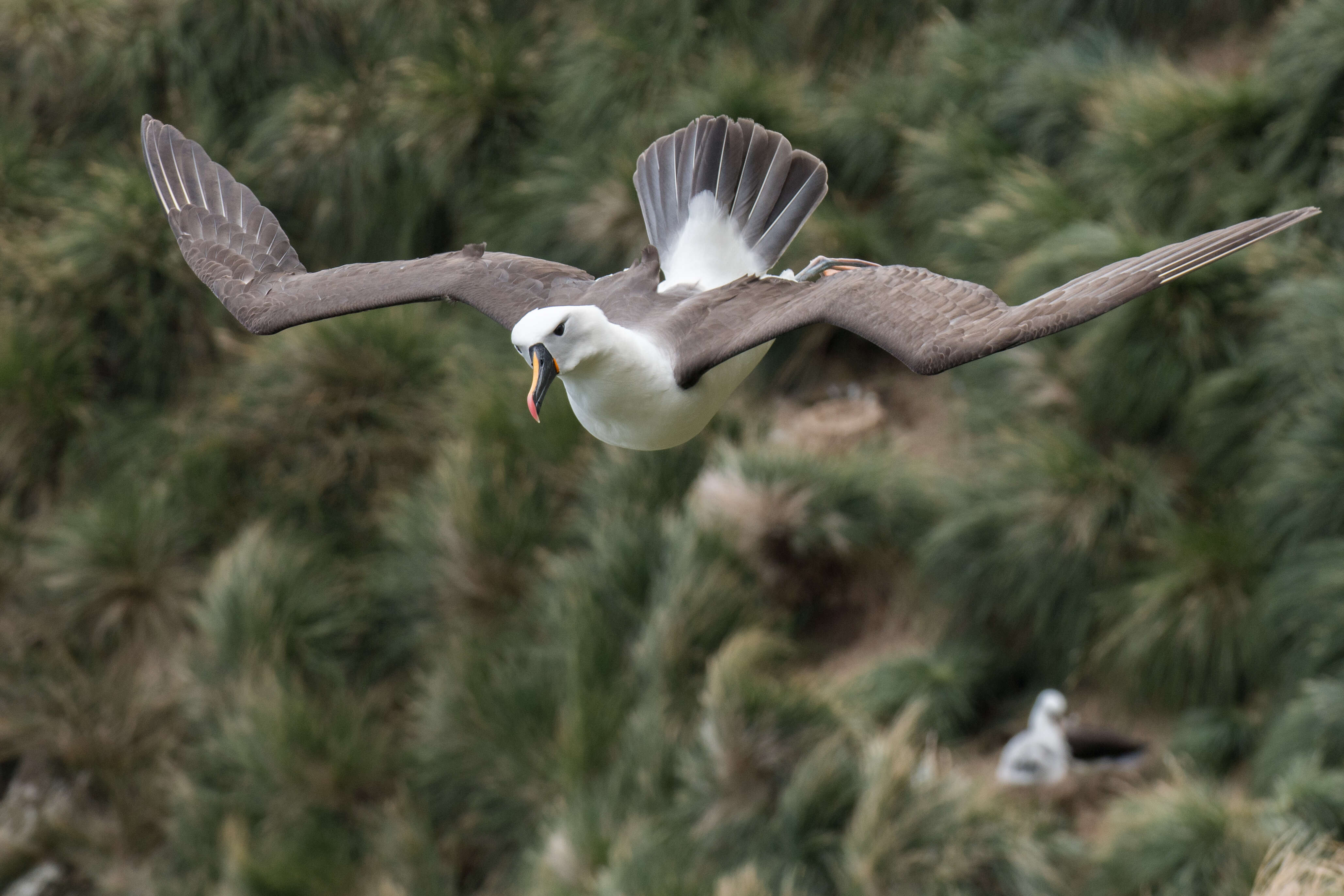 Image de Albatros de Carter