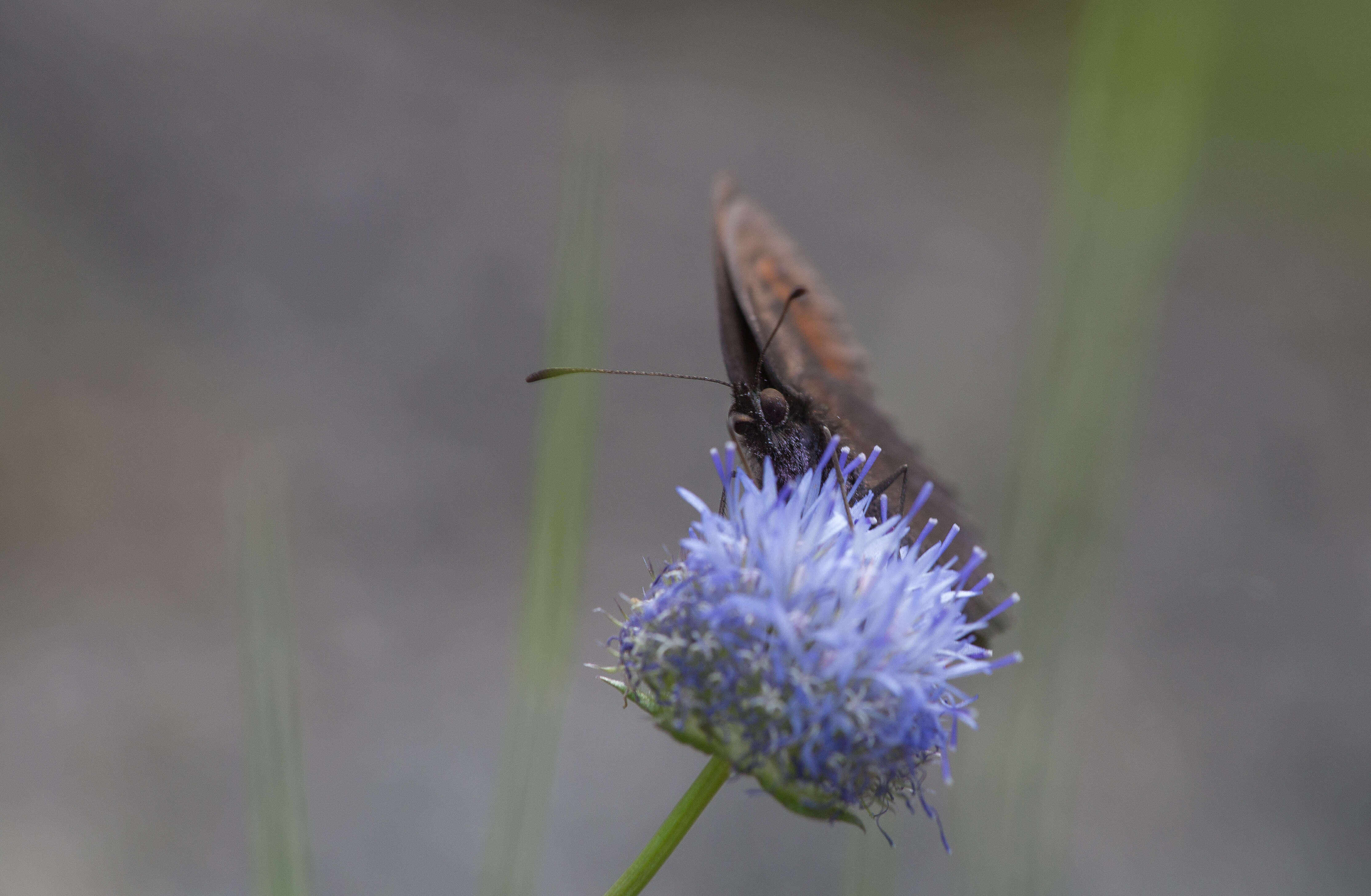 Image of Piedmont Ringlet