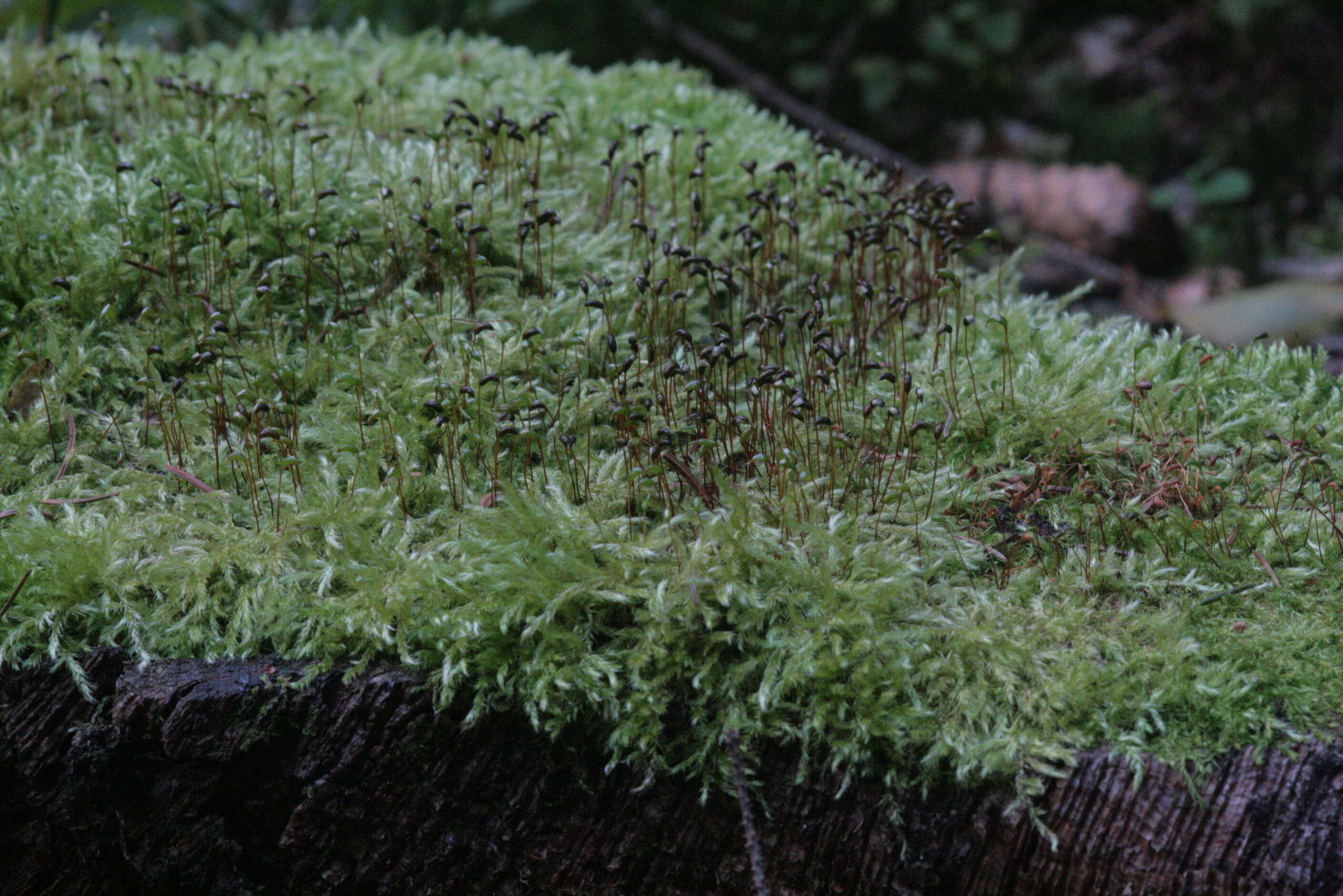 صورة Brachythecium salebrosum W. P. Schimper ex B. S. G. 1853