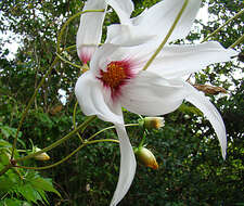 Image of Dahlia campanulata Saar, P. D. Sørensen & Hjert.