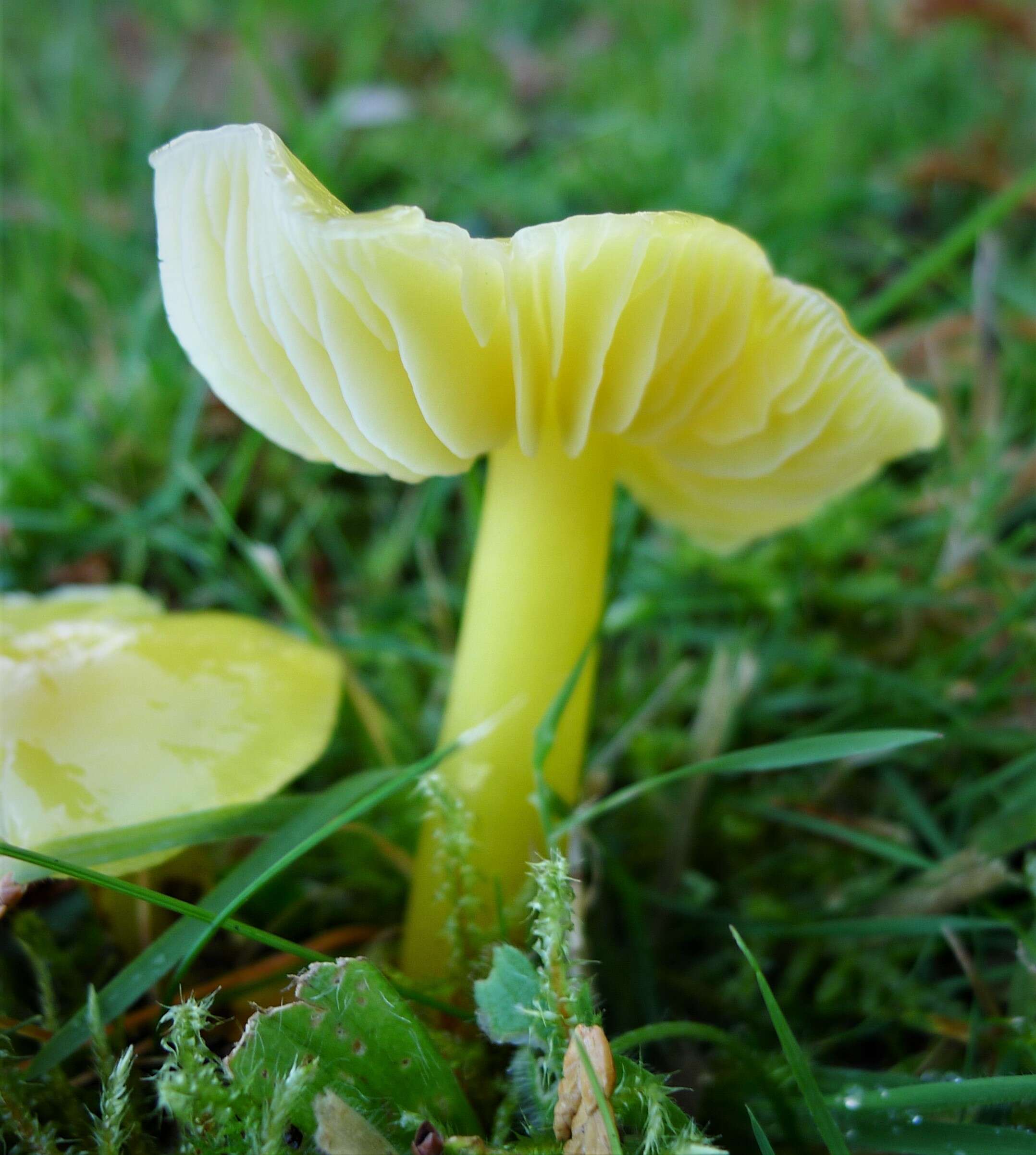 Image de Hygrocybe citrinovirens (J. E. Lange) Jul. Schäff. 1947