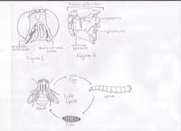 Image of Eucalliphora lilaea