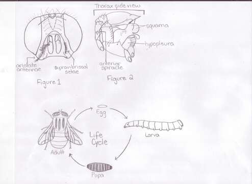 Image of Eucalliphora lilaea