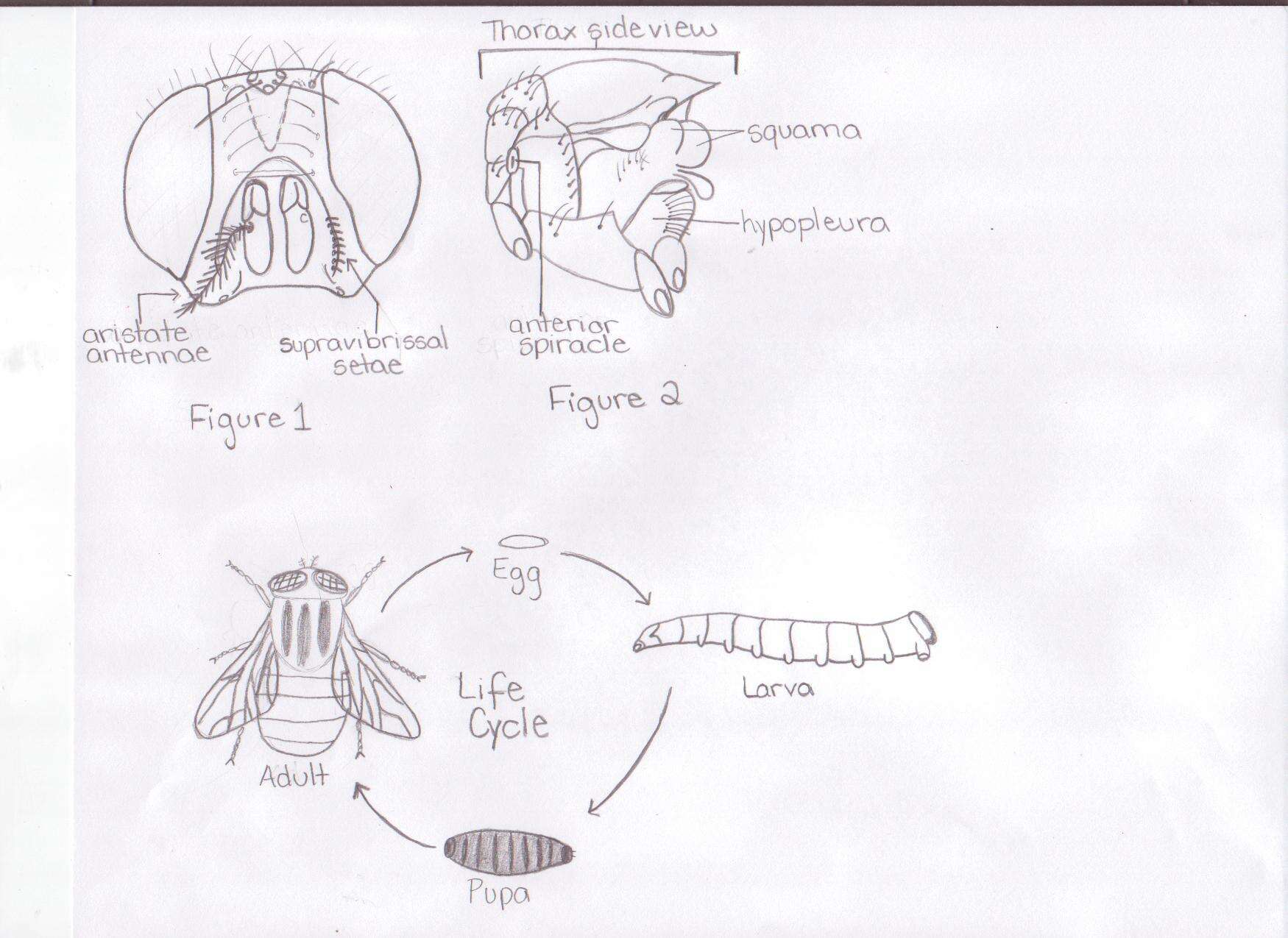 Image of Eucalliphora lilaea