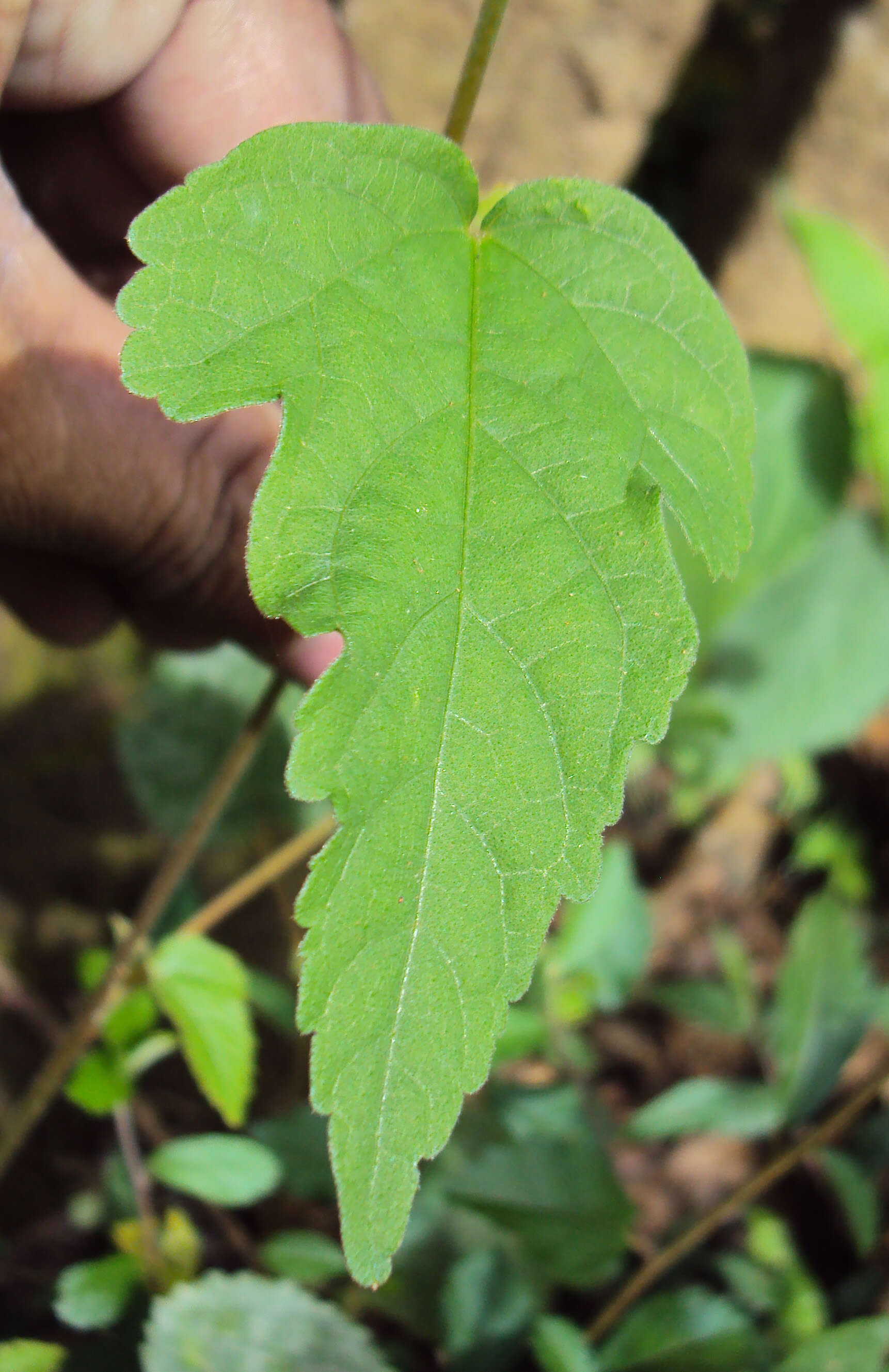 Image of Hibiscus lobatus (Murray) Kuntze