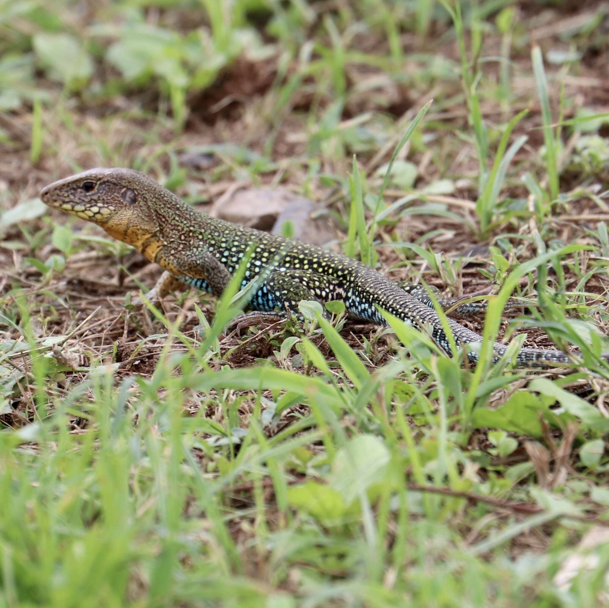 Image of Giant ameiva