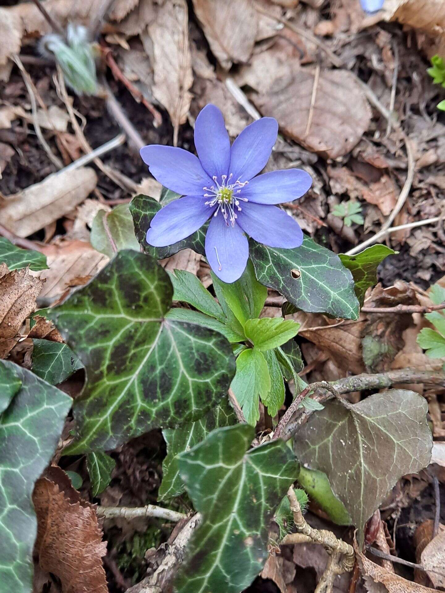 Image of Anemone hepatica