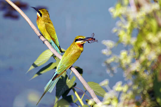 Image of Blue-cheeked Bee-eater