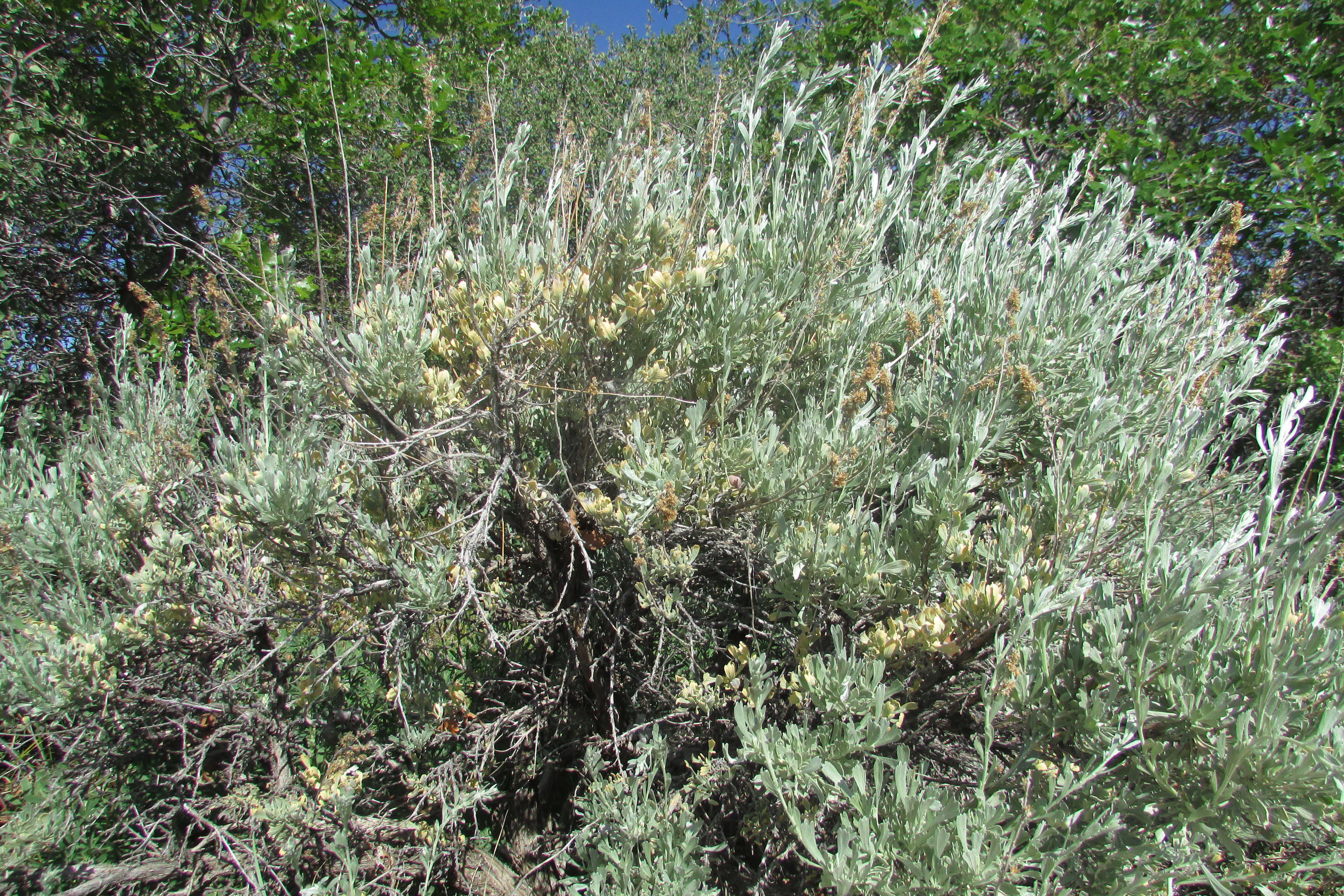 Imagem de Artemisia tridentata (Nutt.) W. A. Weber