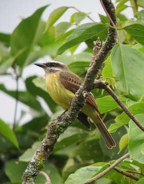 Image of Golden-crowned Flycatcher