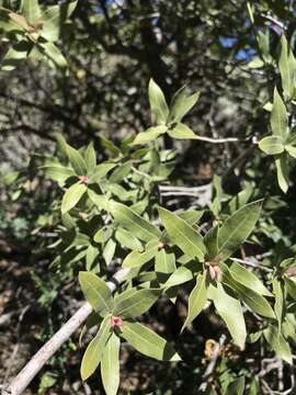 Image of Quercus peninsularis Trel.