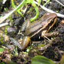 Image of South American Rocket Frog