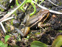 Image of South American Rocket Frog