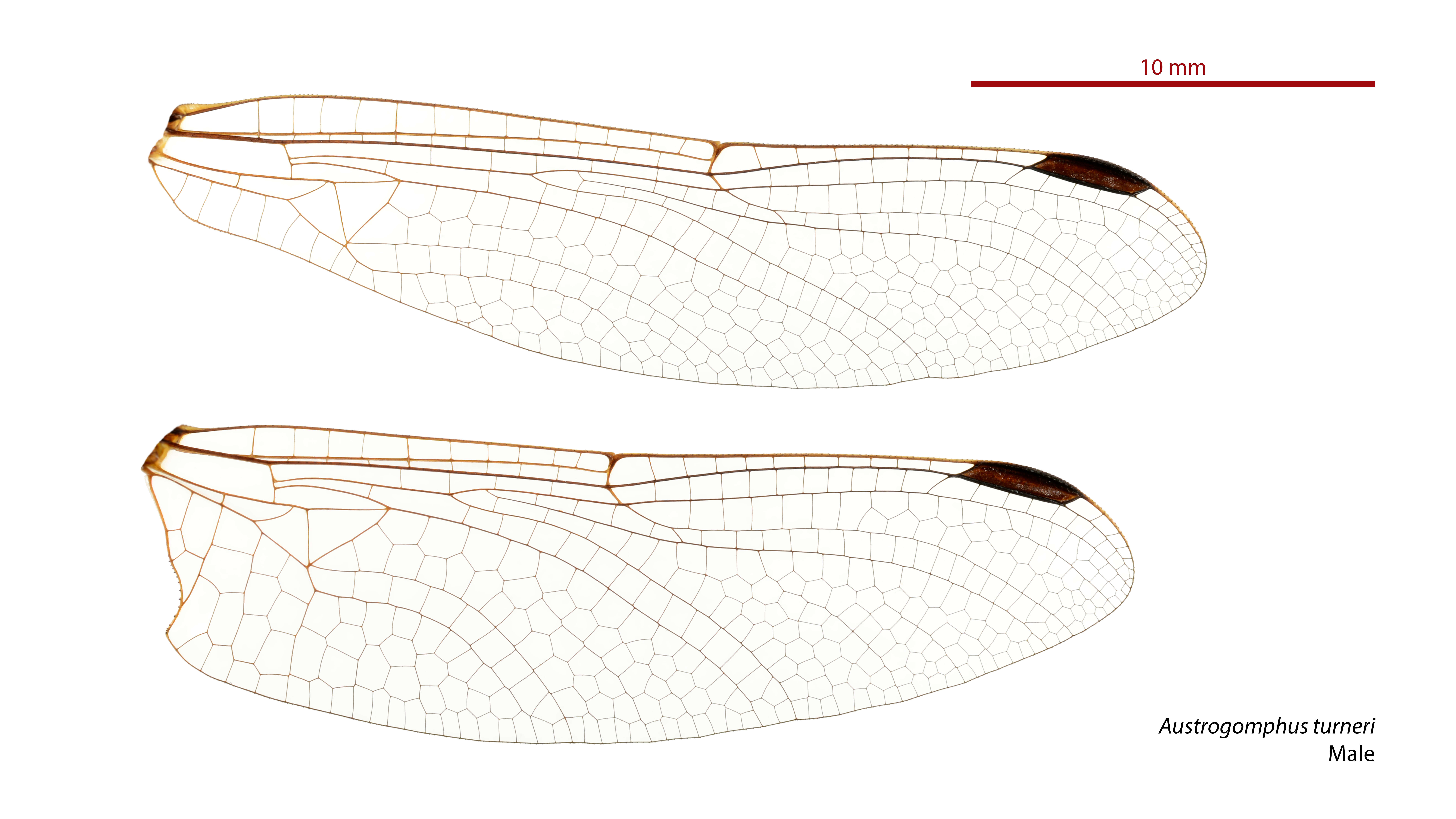 Image of Austroepigomphus turneri (Martin 1901)