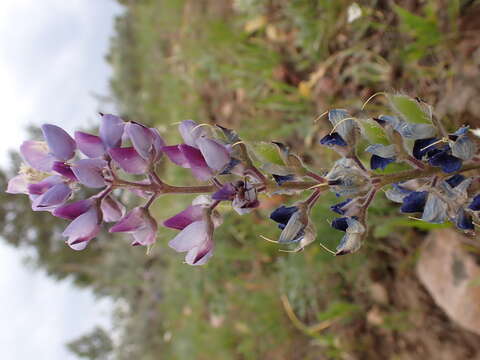 Image of big-leaved lupine