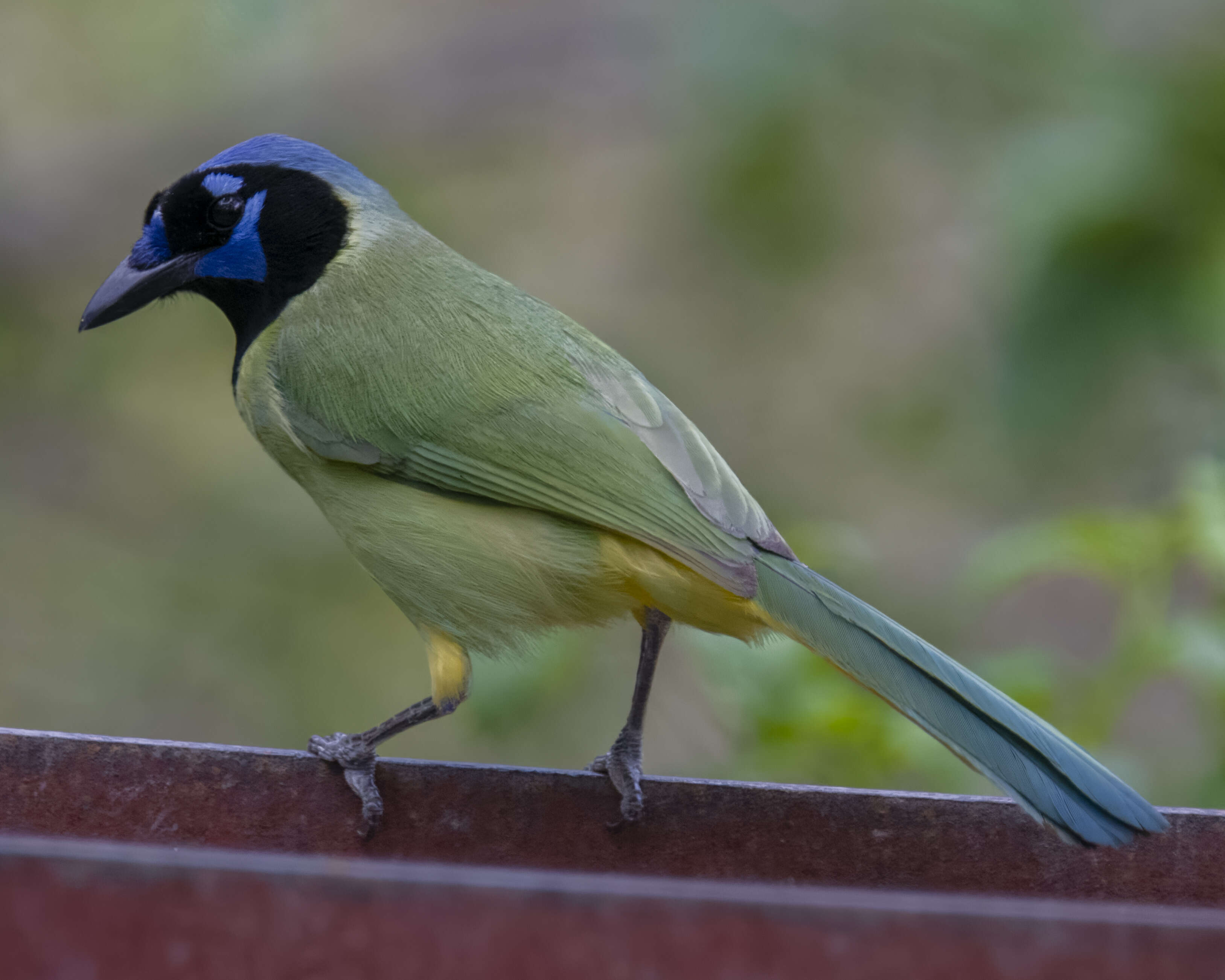 Image of Green Jay