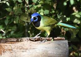 Image of Green Jay