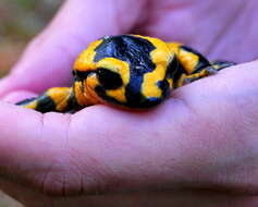 Image of Common Fire Salamander