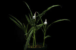 Image of Roscoea schneideriana (Loes.) Cowley