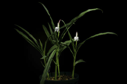 Image of Roscoea schneideriana (Loes.) Cowley