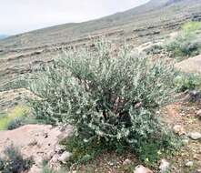 Image of Astragalus sarcocolla