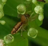 Image of Cosmophasis lami Berry, Beatty & Prószyński 1997