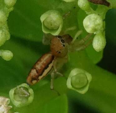 Image of Cosmophasis lami Berry, Beatty & Prószyński 1997